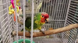 3K views · 61 reactions | Leo is a Red Lored Amazon who met with bad...