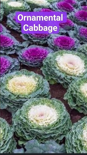 ornamental cabbage