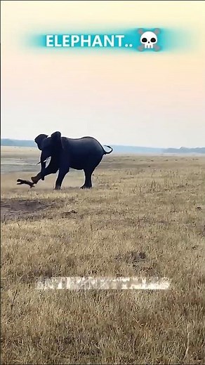 Wildlife's TOUGHEST Bully - Honey Badger Vs All