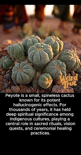 The Ancient Peyote Cactus Used for 5,000 Years to Induce Spiritual Visions