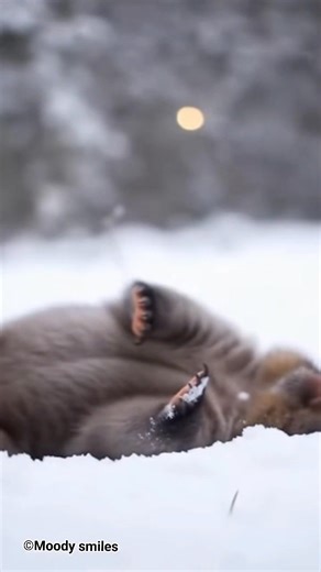 ❤️❤️ #wombatsof #wombatwisdom #wombat #fypchallenge | Wombat Wonderland