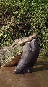 Dangerous Nile Crocodile vs Hippo #reelsforyou #reelsfbviral #shorts | Jabali Explorer