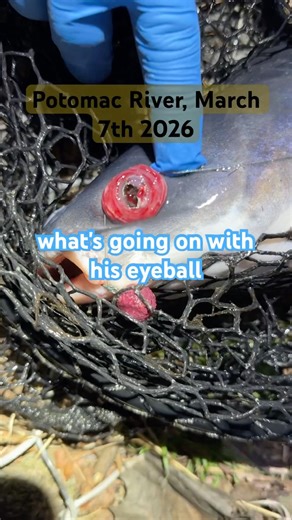 Is this Fish Suffering from the Sewage Spill in the Potomac River? #fishing #shorts