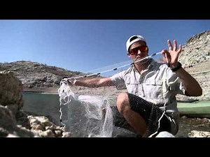 How to Cast a Cast Net: Live Shad at Lake Mead