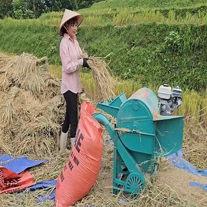 Gather rice and thresh it using a mini-threshing machine. | Natacha- Live with nature