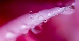 Fine Fragrances, Fragrance Manufacturer