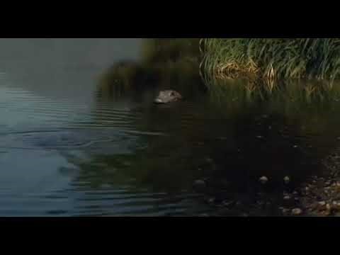 Dinoshark [2010] - Crocodiles Screen Time
