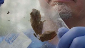 Rat lungworm: Cuban tree frogs in Florida carrying parasite that could be deadly to pets, humans