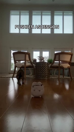 ASCEND #pusheen #plush #plushies #kawaii #kitty | pusheen