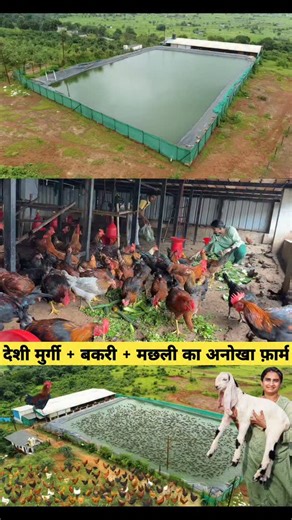 Sandhu Agrofarm on Instagram: "Integrated Farming Model #sandhuagrofarm #farmlife #trending #agriculture #poultryfarming #integratedfarming #integratedfarmingsystem"