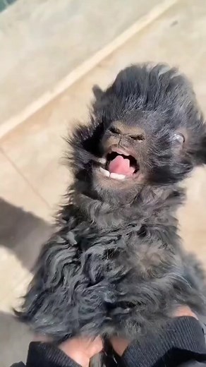 Terrified Screaming Goat Funny Moments Compilation