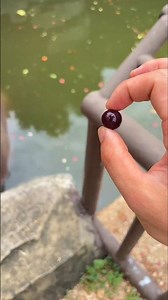 Owner Surprises Hippo with a Small Grape ❤️😂
