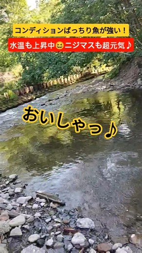 山のニジマス釣りも良好！魚も元気♪
