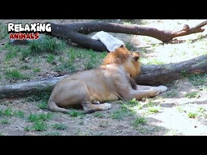 Beautiful Lion Sleeping and Relaxing