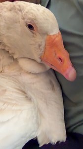 50K views · 1.8K reactions | Dozer #goose is always in trouble for bad behavior 謹 | MrGeese | Facebook