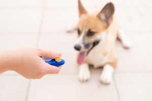 10 Pros & Cons of Clicker Training For Dogs