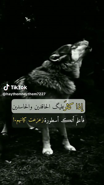 Wolf Howling in a Forest - Captivating Nature Footage