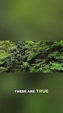 Ferns: Ancient Survivors Thriving in Redwood Forests #shorts