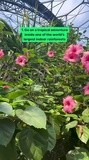 Number 3 is going to be explosive 🧨 #EdenProject #FebruaryHalfTerm #Cornwall #GardensOfTheWorld #PlantParadise | Eden Project