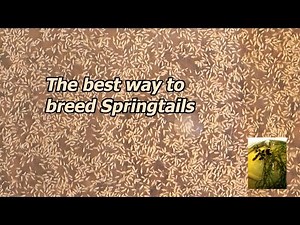 Culturing Springtails the best breeding guide.
