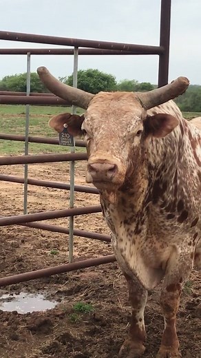 Challenging Bull Riding: Are You Up for the Thrill?