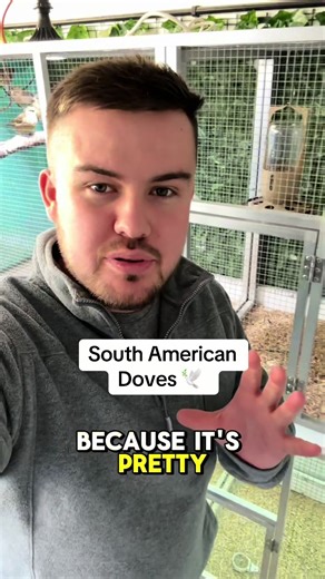 Blue Ground Doves Winter Habits in Aviaries