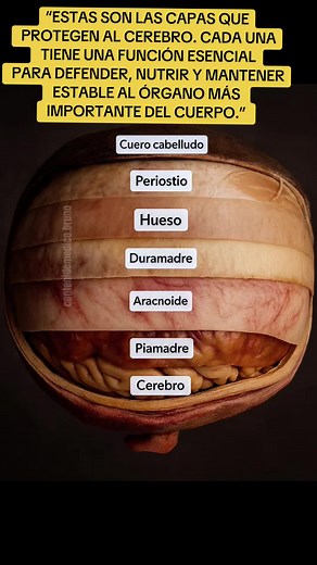 Las 7 Capas Protectoras del Cerebro Explicadas