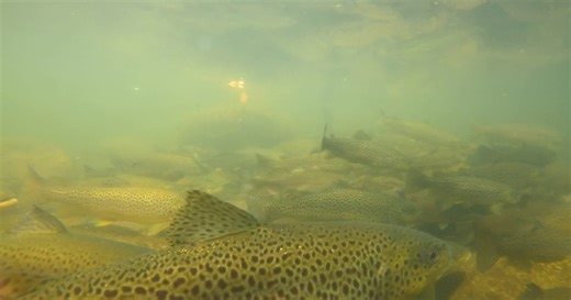 NY fish and wildlife research unit: 60 years of conservation, collaboration