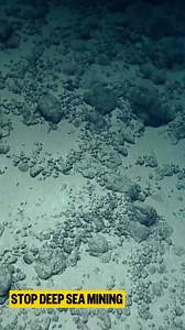 On the vast abyssal plains of the ocean floor, small lumps of mineral-rich rock, known as polymetallic nodules, can be found. These nodules form on the seabed over millions of years and support a thriving community of deep sea animals. However, these rich mineral deposits are also a key target for deep sea mining companies. ⚠️ Stripping the seabed of these nodules would lead to irreversible destruction of the seabed and the potential extinction of species. ❌ Sign the petition to urge the UK Gove