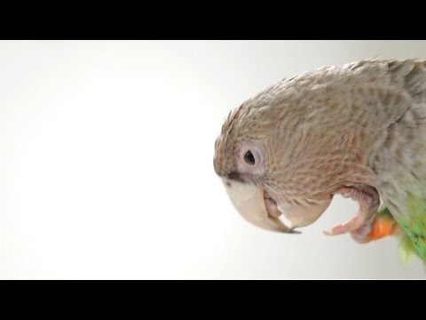 How to Train Parrots to Make Less Noise