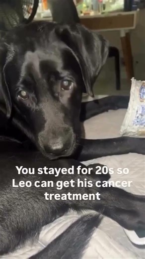 KINDLY DONATE PLEASE TO SAVE ANY AMOUNT MEANS AWORLD TO LEO PLEASE DONATION LINK IN BIO 🙏🥺😭😭🥺😭🥺