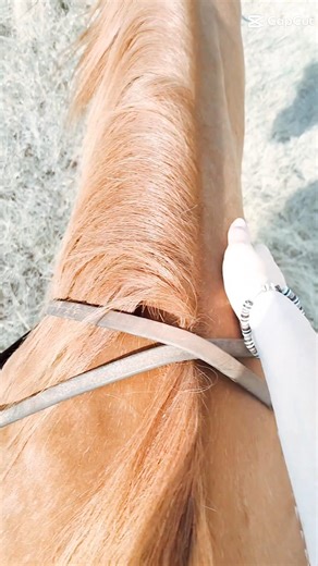 Trail rides❤️ #tiktok #equestrianjourney #equestrianriding #viral #horse #viral #trending #fypシ #fyp