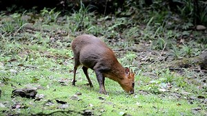 Muntjac, Wild, Forest