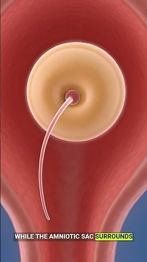 Inside the Uterus 3D Medical Animation of Fetal Development & Anatomy