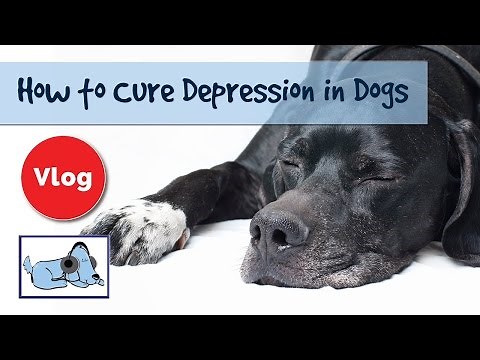 How to Cure Depression in Dogs! Dog Depression Signs and Advice!