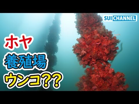 酒好きに愛される海の珍味ホヤの養殖場が凄すぎた！
