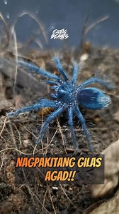Phormictopus sp. “Dominican Purple” sling TAKEDOWN 🔥 #tarantula #spider #arachnid #takedown #fbreels #fypシ #foryoupage #trendingreels #reelschallenge #reelsfacebook | Exotic Beasts