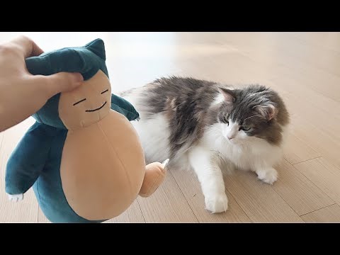 Norwegian Forest Cat Size