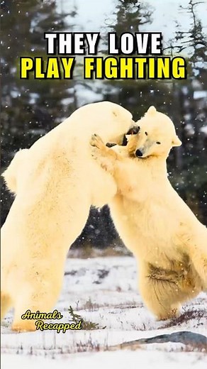 Polar Bears Fighting in 4K🔥