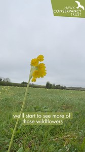 Cowslips have returned to Reg's Wildflower Meadow! 💛 These cheerful wildflowers are a welcome sight every year, as Tom from our Bird Team explains 👆 #LoveNature #LoveWildlife If your happy place is surrounded by the wonderous nature of Reg's Wildflower Meadow, Biodiversity Breakfast is the event is for you! Discover it's inhabitants as the dawn chorus sounds, meet a British owl, and enjoy a delicious breakfast. Book your ticket: https://ow.ly/9Ffh50RqMpy | Hawk Conservancy Trust