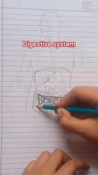 🎨🧍‍♂️ Digestive System Drawing | Easy Science Diagram 🔬✨