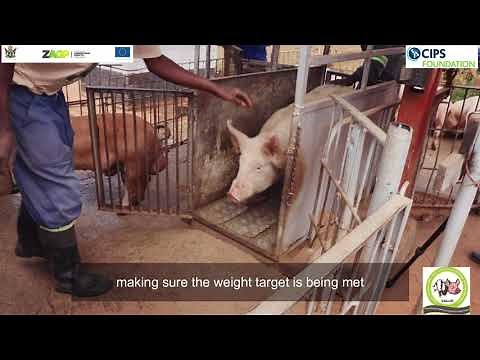 How to successfully fatten your pigs