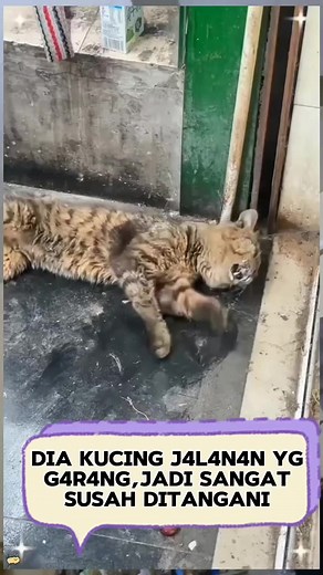 Kucing jalanan yg dirawat... | Dunia Kucing