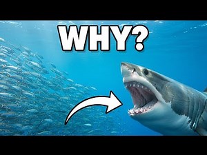 Big Fish Eat Small Fish : Ultimate Survival in Ocean