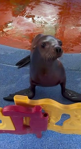 귀엽고 웃픈 동물들 모음 ㅋㅋㅋ #animals #동물 #cute #귀여운 #funny