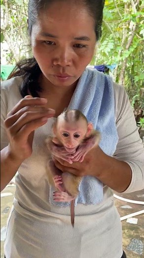 Very Lovely !! Newborn Baby Monkey In Home