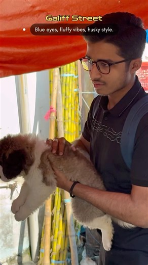 Blue eyes husky❤️ #shortsfeed #shortvideo #short #dogshorts #dog