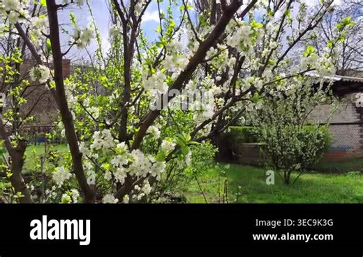 Close up video of white fruit tree blossoms on branches in a sunny spring garden with fresh green leaves, soft background, grass, and natural daylight Stock Video Footage - Alamy