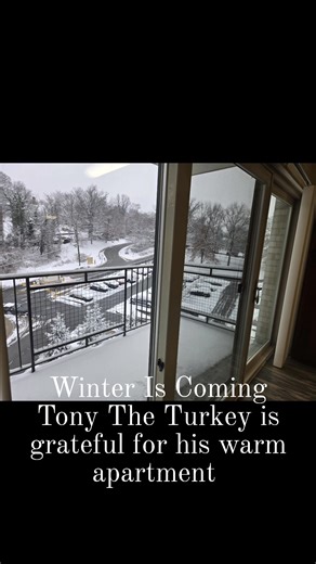 It's getting cold and Tony The Turkey is warm in his apartment at Marlborough House | Marlborough House