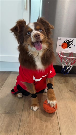 Funny Dog Plays Basketball Like Air Bud